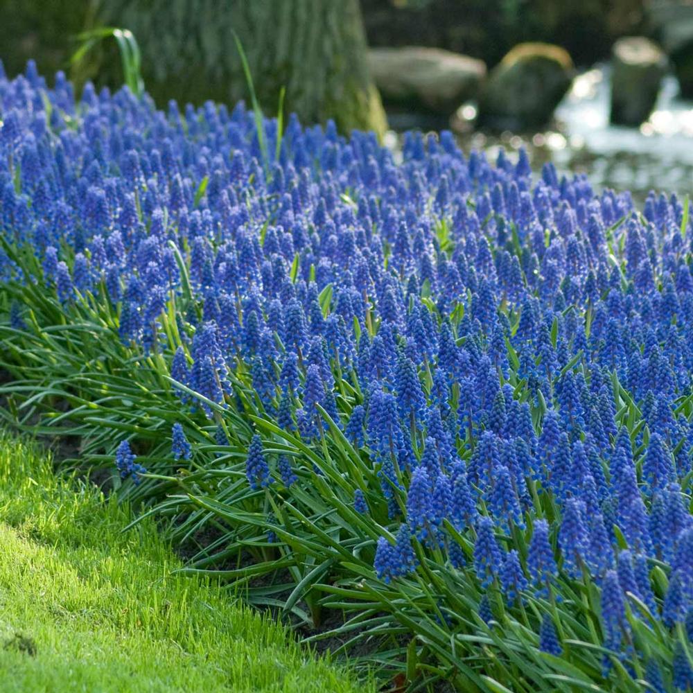 Мускари армянский Muscari armeniacum