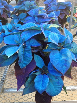 Blue poinsettia -- The Impatient Gardener