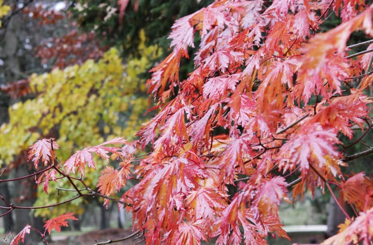 Acer japonicum 'Acontifolium'