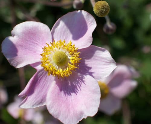 Don't Sleep On These Fall Garden Standouts 