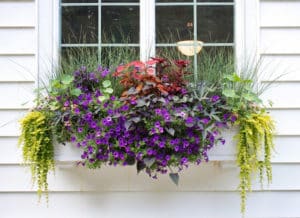 5 tips to grow in containers like a pro | The Impatient Gardener