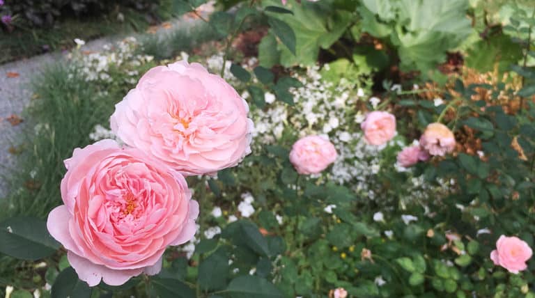 David Austin 'The Alnwick Rose'