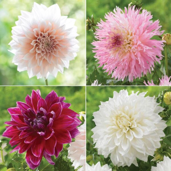 How to select the right dahlias for your garden | The Impatient Gardener