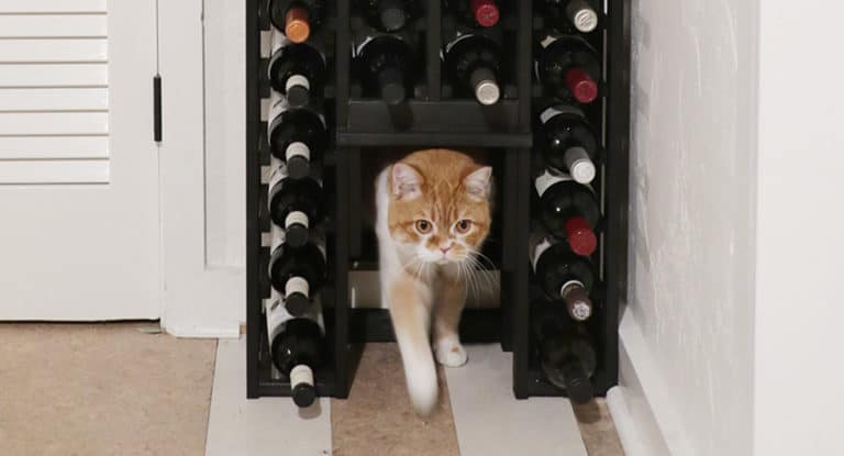 wine rack with a secret