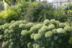 Invincibella Limetta hydrangea