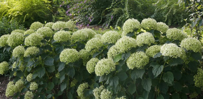 Invincibelle Limetta Hydrangea