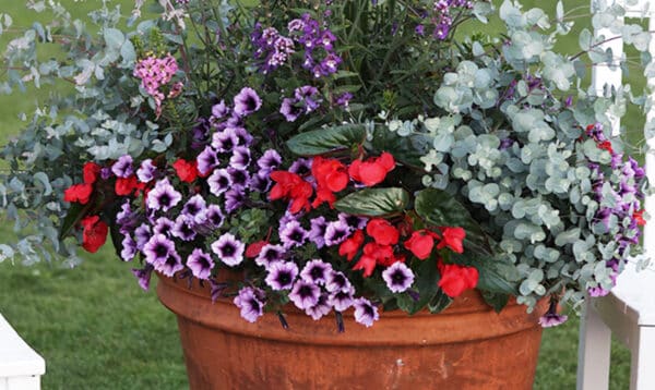 5 tips to grow in containers like a pro | The Impatient Gardener