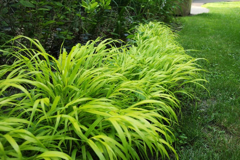 Hakonechloa all gold