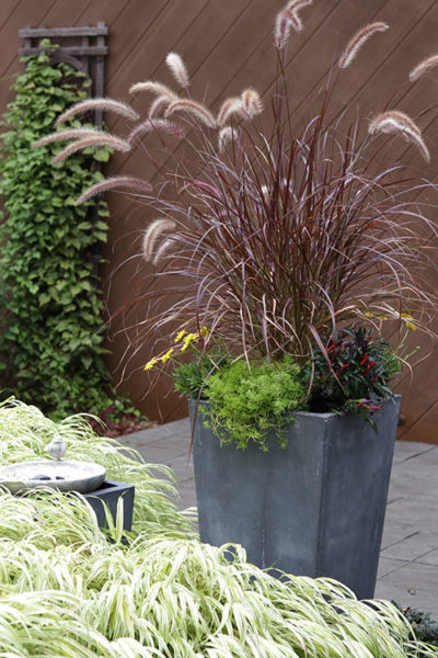 Plant to know: Hakonechloa | The Impatient Gardener