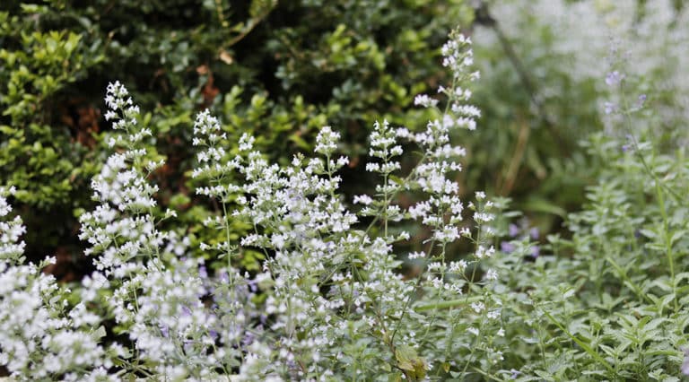 calamintha nepeta closeup