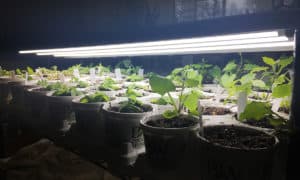 Seedlings under lights