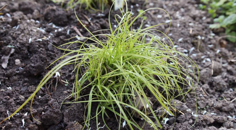 Carex 'Beatlemania'