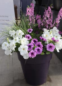 Benary petunia container.