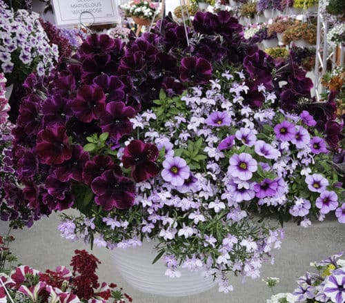 Not a fan of petunias? Some new varieties might win you over | The ...