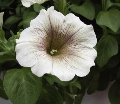 Not a fan of petunias? Some new varieties might win you over | The ...