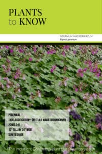 Plant to know: Geranium macrorrhizum