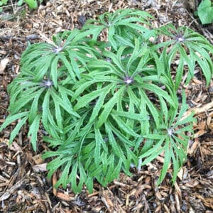 Shredded umbrella plant