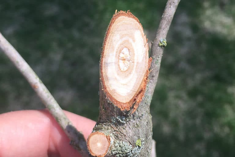 signs of verticillium wilt