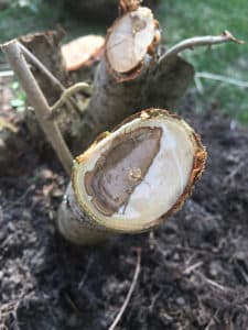 verticillium wilt