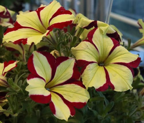 Not a fan of petunias? Some new varieties might win you over | The ...