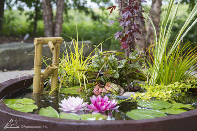 Small-space water gardening for big impact | The Impatient Gardener