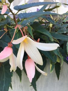 Bossa Nova Begonia Pure White