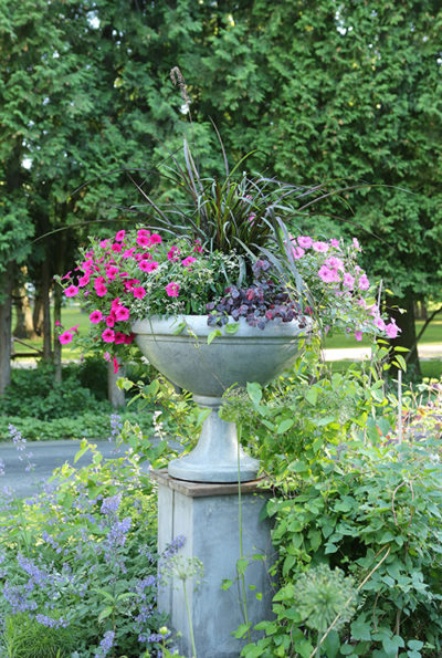 The year's containers | The Impatient Gardener