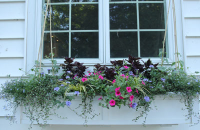 The year's containers | The Impatient Gardener