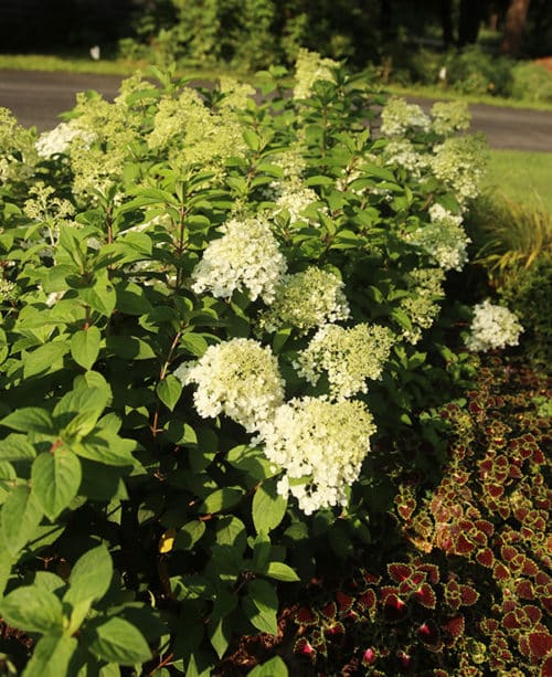 Hydrangea heaven: An ode to a great shrub | The Impatient Gardener