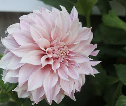 My top 5 dahlias (for now) | The Impatient Gardener