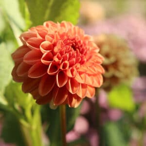 Cornell Bronze dahlia