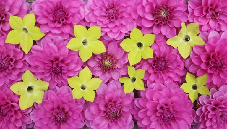 Serkan dahlias and Nicotiana