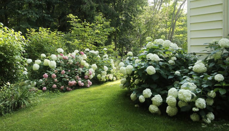 hydrangea corridor