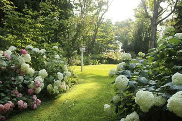 Hydrangea heaven: An ode to a great shrub | The Impatient Gardener