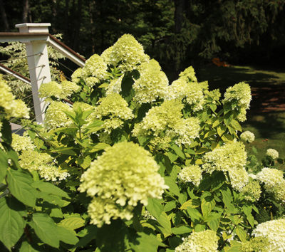 Hydrangea heaven: An ode to a great shrub | The Impatient Gardener