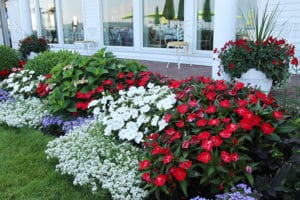 patriotic garden planting