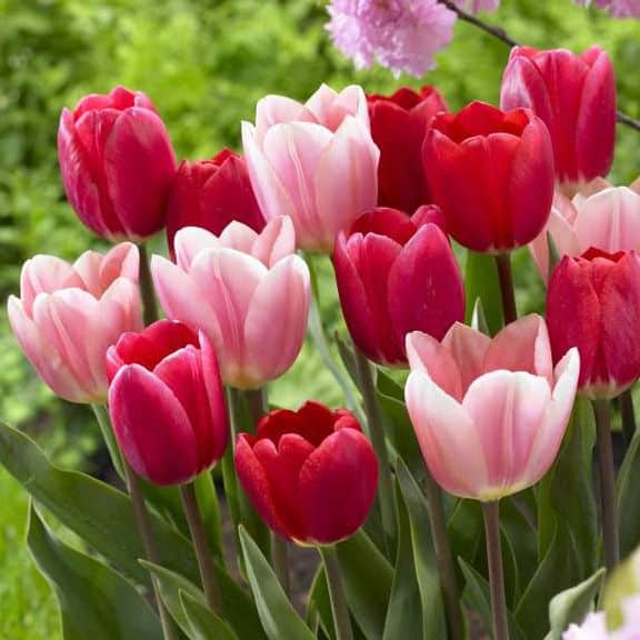 How to grow tulips even if you garden with deer and rabbits | The ...