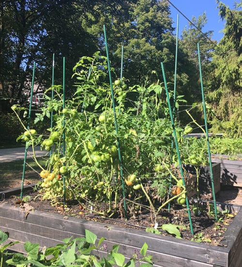 It's time to cut your tomato losses | The Impatient Gardener