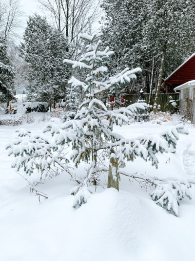 The gardener's nemesis is the garden's savior in the age of extreme ...