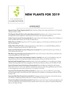New plants for 2019 (Copyright The Impatient Gardener) | The Impatient ...