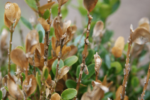 The Blight That May Be Threatening Your Boxwoods The Impatient Gardener 8419