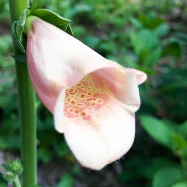 You won't believe the big seed-saving mistake I made | The Impatient ...