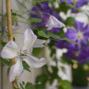 'Alba Luxurians' clematis