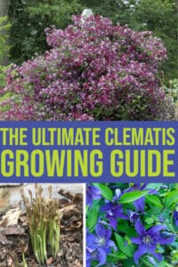 The complete clematis growing guide | The Impatient Gardener