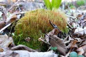 Moss pincushion