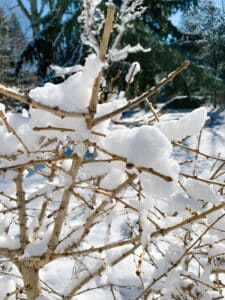 spring snowfall on ginkgo.