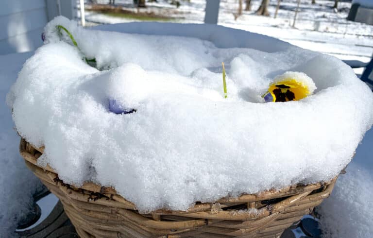 snow covered pansies