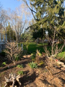 Cornus kousa 'Satomi'