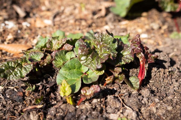 The garden that Mother Nature manages | The Impatient Gardener