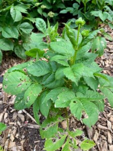 A great year for hostas (and slugs) | The Impatient Gardener